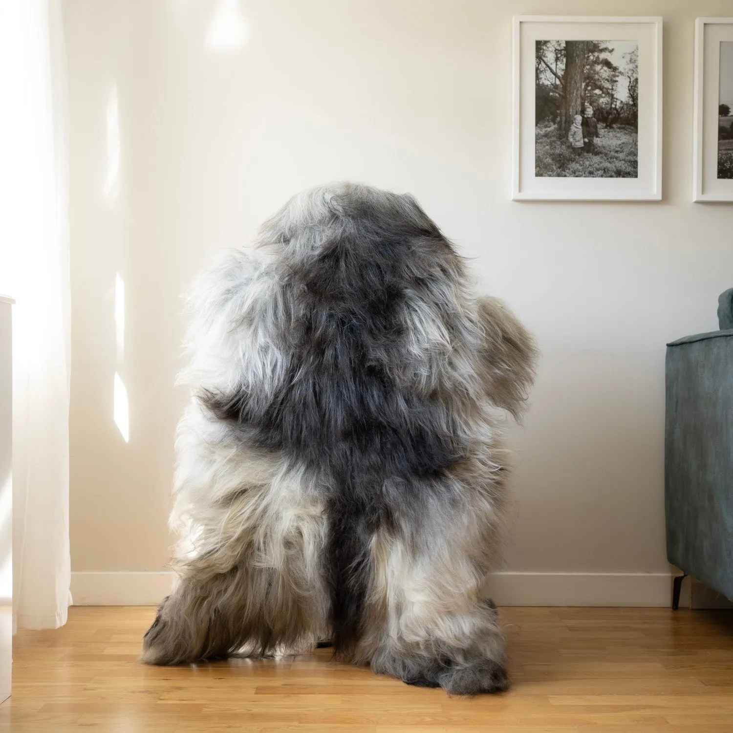 Icelandic sheepskin rug L - cream, black, grey,  218