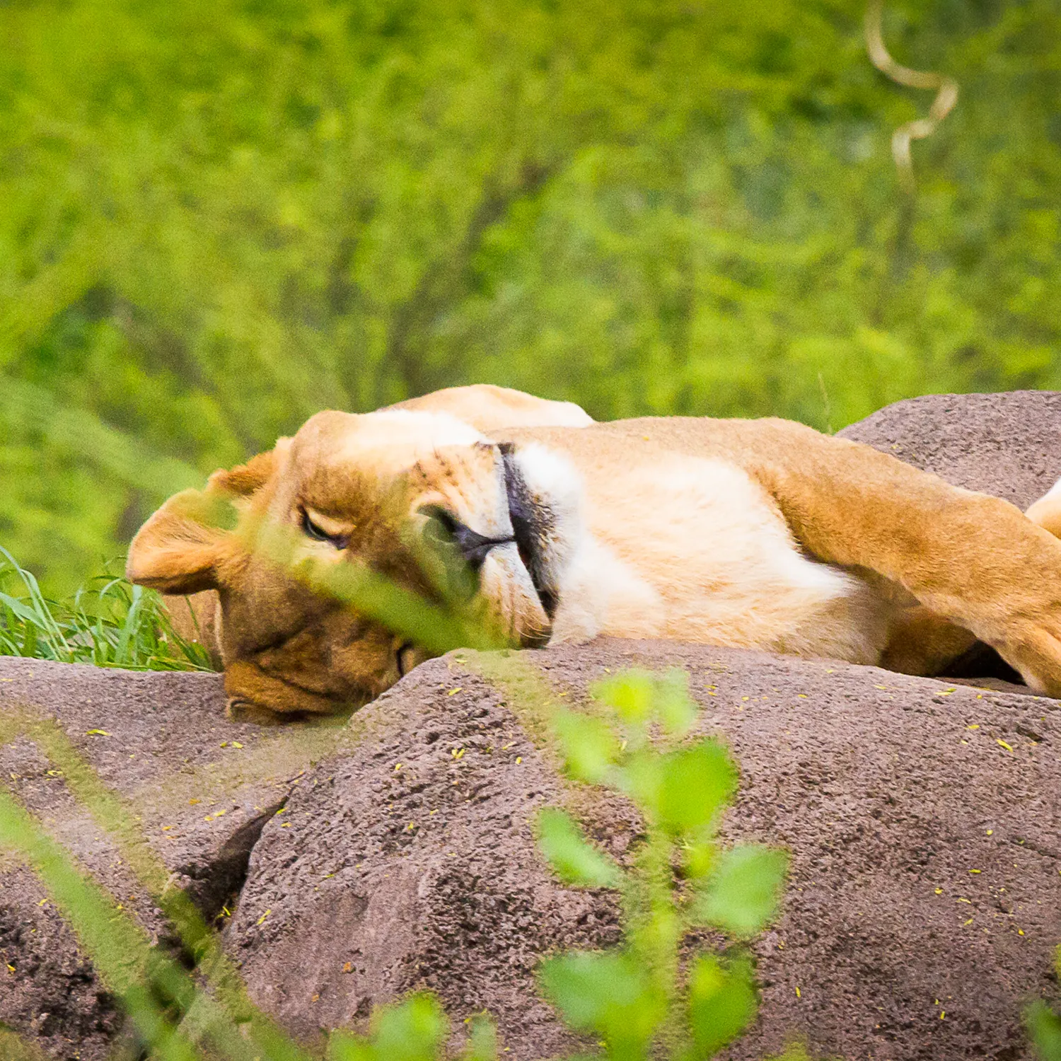 Naptime Photographic Coaster