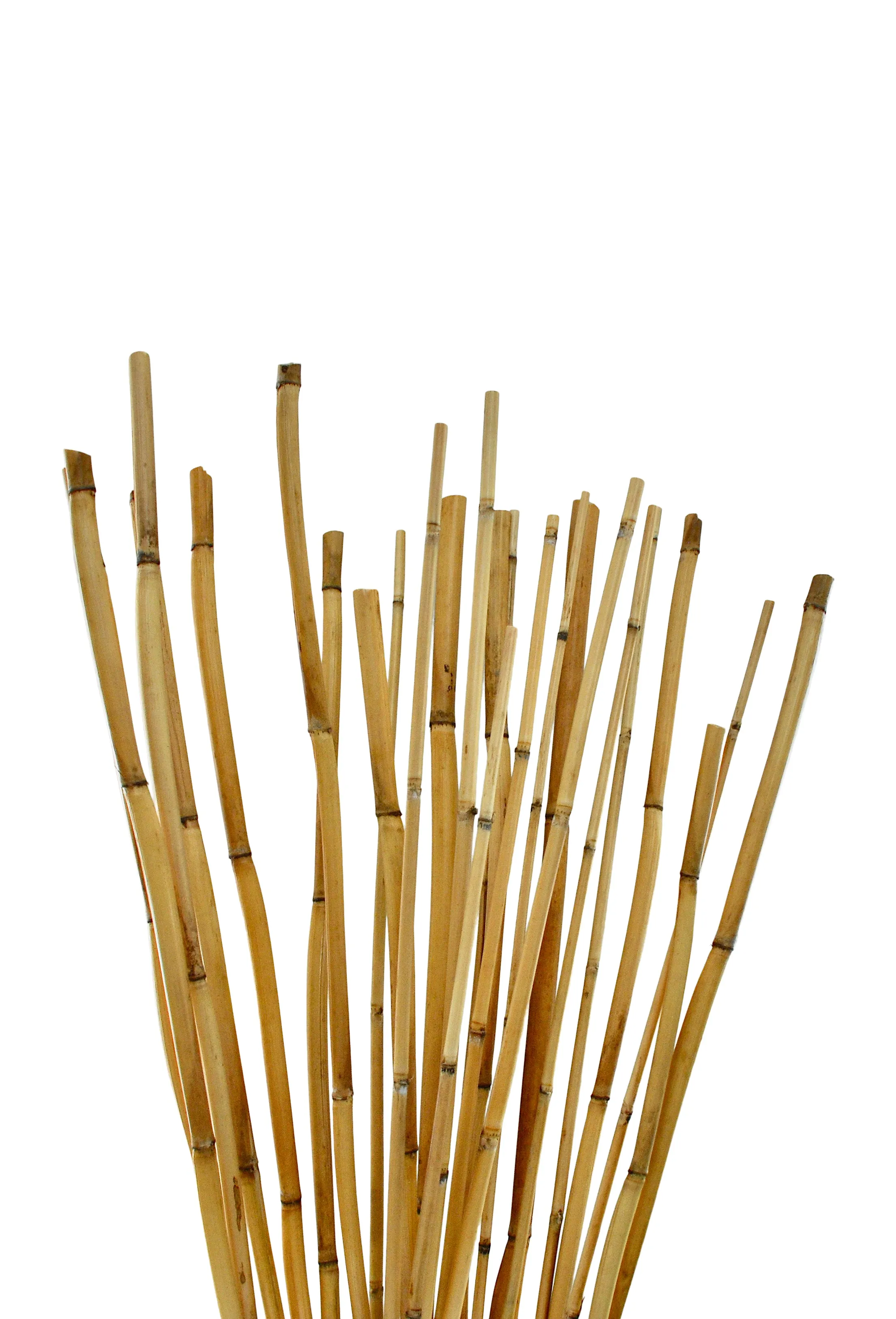 River Cane 7' Natural, Pack of 25