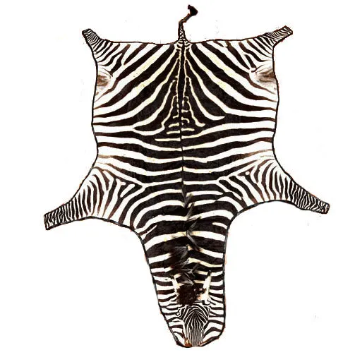 Zebra Hide Skin from Tanzania